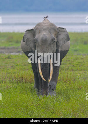 Une marche sur le Tusker de prairies du parc national de Kaziranga (Inde) Banque D'Images