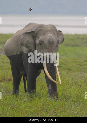 Une marche sur le Tusker de prairies du parc national de Kaziranga (Inde) Banque D'Images