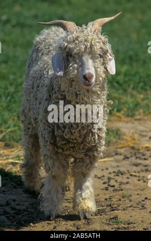 Chèvre angora, agneau, chèvre, chameau cub Banque D'Images