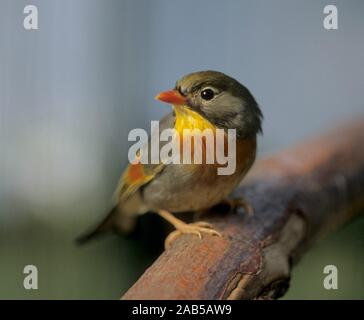 Sunbird (Leiothrix lutea), Chine, Sunbird Sunbird chinois, Chine, Chinois Nightingale Nightingale Banque D'Images