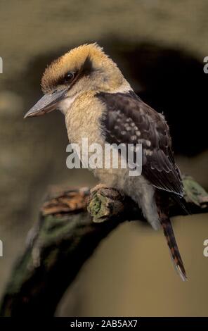 Dacelo novaeguineae, Laughing Kookaburra, Hans, Origine : Australie, Blauflügel Banque D'Images