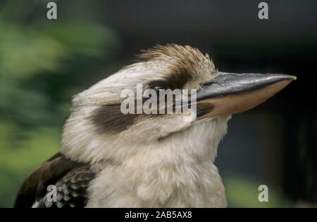 Jägerliest (Dacelo novaeguineae), Laughing Kookaburra, Hans, Origine : Australie, Blauflügel Banque D'Images