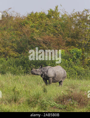 Un rhinocéros Cornu paissant dans les prairies du parc national de Kaziranga (Inde) Banque D'Images