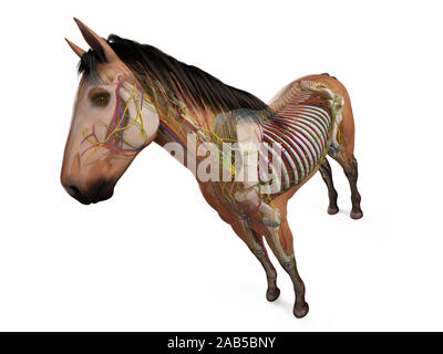 Rendu 3D de l'anatomie anatomie équine Banque D'Images
