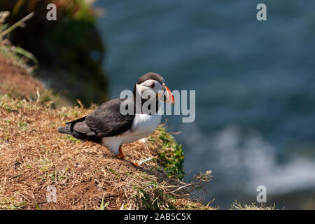 Macareux moine (Fratercula arctica) sur l'île de Lunga dans les Treshnish îles au large de la côte ouest de l'Écosse. Banque D'Images