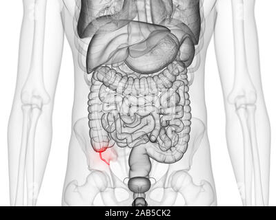 Rendu 3D précis médicalement illustration de l'annexe Banque D'Images