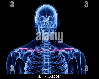 Médicalement en rendu 3d illustration précise de l'os de la clavicule. Banque D'Images