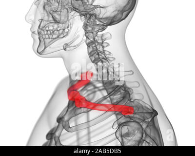 Médicalement en rendu 3d illustration précise de l'os de la clavicule. Banque D'Images