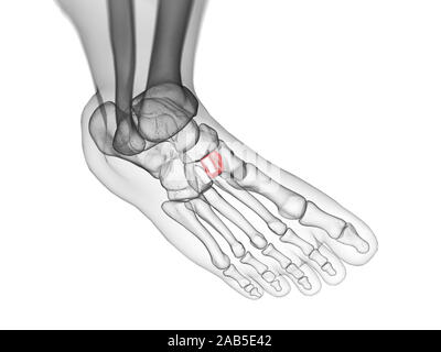 Rendu 3D précis médicalement illustration de l'os cunéiforme intermédiaire Banque D'Images