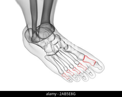 Médicalement en rendu 3d illustration précise de la phalange proximale des os Banque D'Images