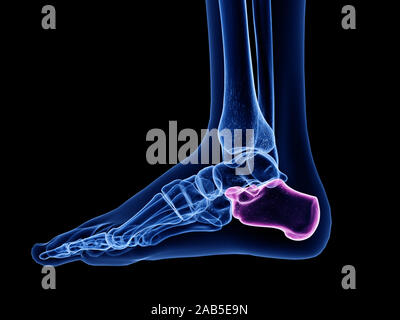 Médicalement en rendu 3d illustration de l'exacte calcanéum os Banque D'Images