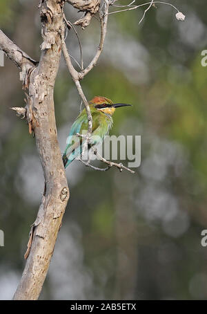 Rainbow Guêpier (Merops ornatus) adulte perché sur arbre mort Varirata National Park, la Papouasie-Nouvelle-Guinée Juin Banque D'Images