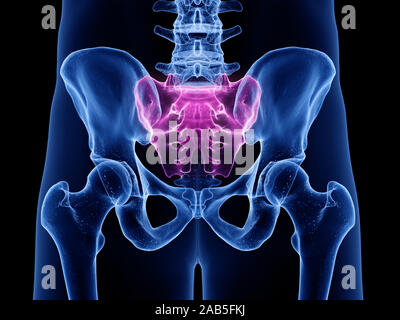 Médicalement en rendu 3d illustration précise du sacrum Banque D'Images