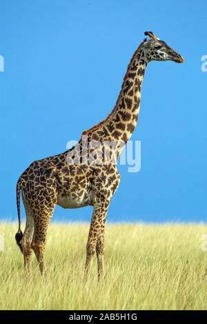 Maasai-Giraffe (Giraffa camelopardalis tippelskirchi) Banque D'Images