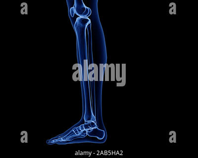 Médicalement en rendu 3d illustration exacte de l'os de la jambe Banque D'Images