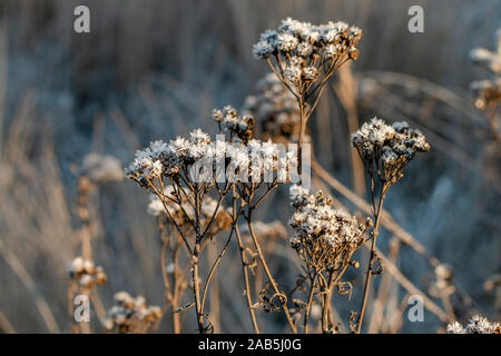 Claire argent cristaux de glace sur la surface de fleurs d'automne brun Banque D'Images