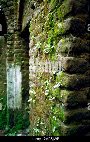 Des algues sur le mur dans Panam City, Sonargaon, au Bangladesh. Le 23 avril 2012. Banque D'Images