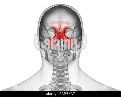 Médicalement en rendu 3d illustration des sinus exacte Banque D'Images
