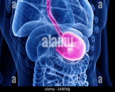 Médicalement en rendu 3d illustration exacte de l'estomac Banque D'Images