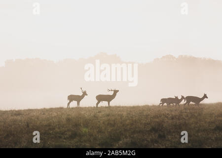 Chevreuils et cerfs au cours de l'automne à Richmond Park Banque D'Images