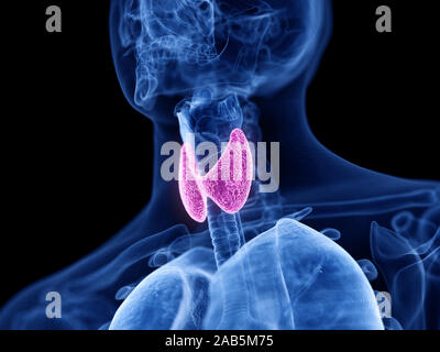 Médicalement en rendu 3d illustration précise de la glande thyroïde Banque D'Images