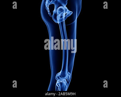 Rendu 3D précis médicalement illustration de la jambe supérieure os Banque D'Images