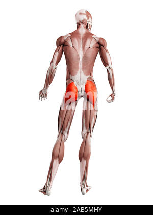 Le muscle en rendu 3d illustration du gluteus maximus Banque D'Images