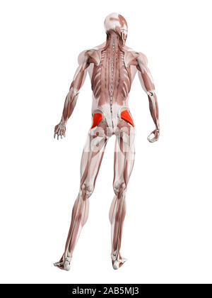 Le muscle en rendu 3d illustration du gluteus minimus Banque D'Images