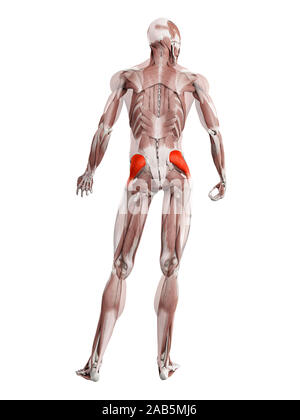 Le muscle en rendu 3d illustration du gluteus medius Banque D'Images