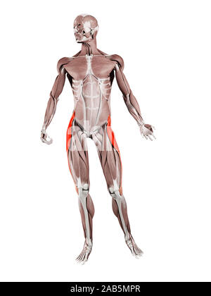 Le muscle en rendu 3d illustration de la fascia lata tensor Banque D'Images