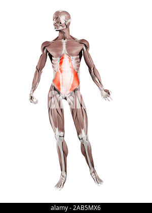 Le muscle en rendu 3d illustration du transversus abdominis Banque D'Images