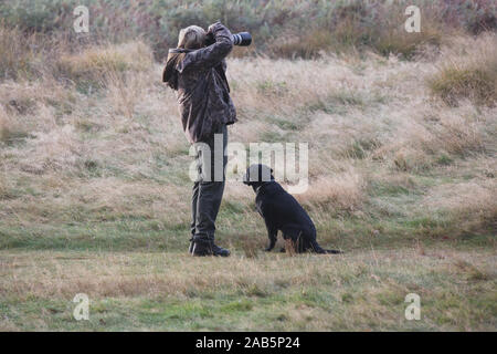 Chien attend patiemment que le photographe prend des photos de Virginie à Richmond Park Banque D'Images