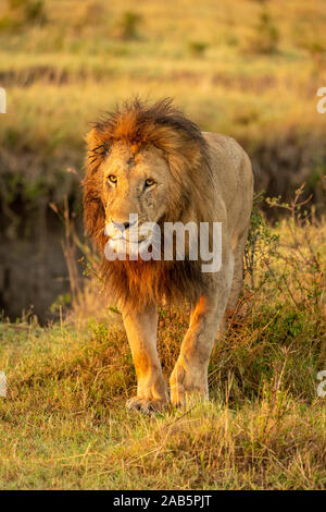 La crinière d'hommes adultes africains pride lion (Panthera leo) debout dans l'herbe au début du matin au Maasai Mara au Kenya Banque D'Images