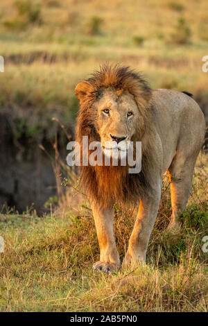 La crinière d'hommes adultes africains pride lion (Panthera leo) debout dans l'herbe au début du matin au Maasai Mara au Kenya Banque D'Images