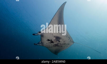 Par flying Manta Ray alors que la plongée dans le Parc National de Komodo Banque D'Images