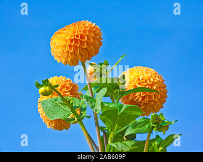 Une photographie de quelques beaux Dahlia orange Banque D'Images