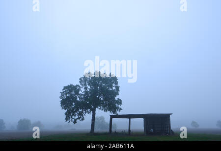 Paysage agricole atmosphérique avec champ en jachère et un arbre isolé aux côtés d'un vieux hangar rustique dans un épais brouillard Banque D'Images