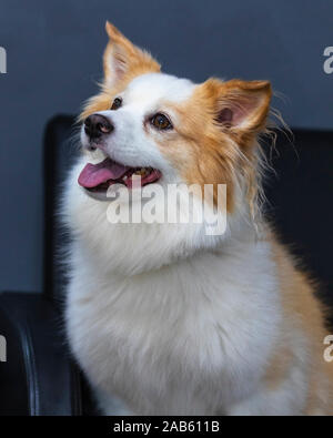 Portrait of nice mix Chihuahua Pomeranian dog sitting un canapé et à la recherche. Banque D'Images