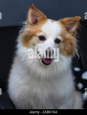 Portrait of nice mix Chihuahua Pomeranian dog sitting un canapé et à la recherche. Banque D'Images