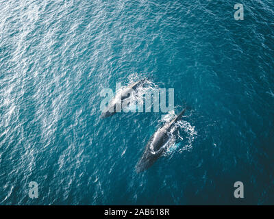 Vue aérienne de plusieurs baleines à bosse la plongée dans l'océan bleu avec l'eau et souffler. En fin blanc montrant l'océan atlantique. Photos prises au Groenland Banque D'Images