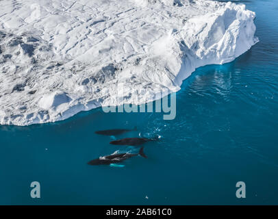 3 baleines à bosse près de plongée parmi les icebergs d'Ilulissat. Leur source est par le glacier Jakobshavn. La source d'icebergs est un réchauffement global et Banque D'Images