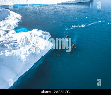 3 baleines à bosse près de plongée parmi les icebergs d'Ilulissat. Leur source est par le glacier Jakobshavn. La source d'icebergs est un réchauffement global et Banque D'Images