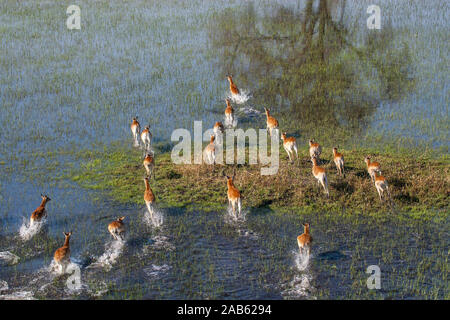 Les impalas, Okawango-Delta im Botswana Banque D'Images