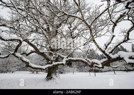 Schneebedeckte Eiche im Winter Banque D'Images