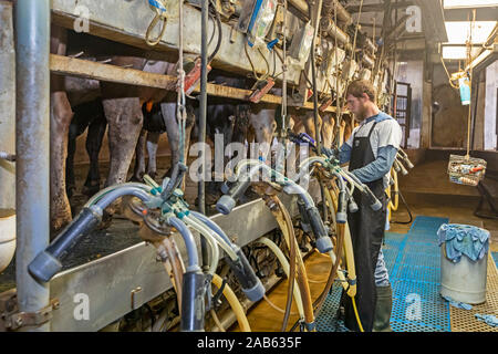 Beatrice, Nebraska - un jeune homme milks vaches dans la salle de traite d'une ferme laitière. Banque D'Images