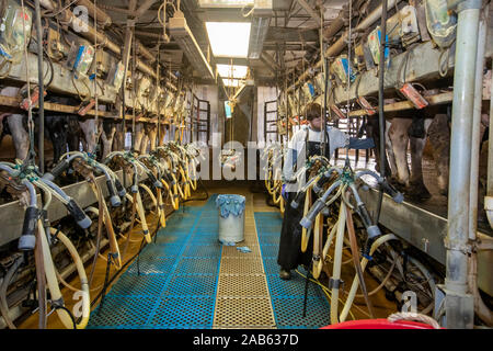 Beatrice, Nebraska - un jeune homme milks vaches dans la salle de traite d'une ferme laitière. Banque D'Images