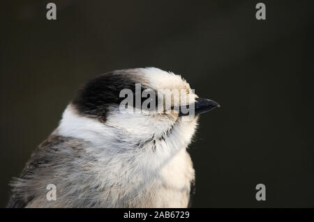 Oiseau Geai gris close-up profile exposant son chef, yeux, bec, avec un plumage d'arrière-plan flou d'apprécier son environnement dans la saison d'hiver. Banque D'Images