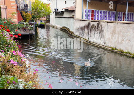 Voir avec des bâtiments, rues, canal et de fleurs. Colmar, France. Petite Venise, canal de l'eau et maisons à colombages traditionnelle. Banque D'Images