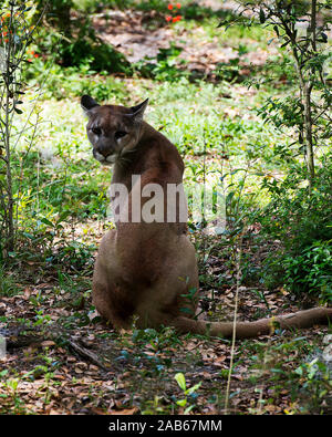 Florida Panther dans le domaine à l'appareil photo dans l'un et de l'environnement environnant. Banque D'Images