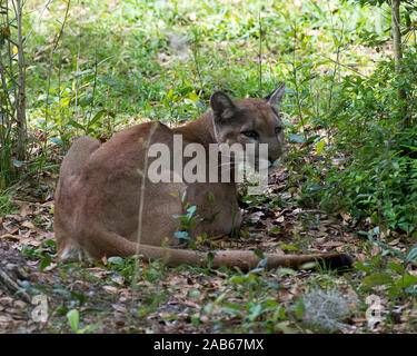 Florida Panther dans le domaine à l'appareil photo dans l'un et de l'environnement environnant. Banque D'Images